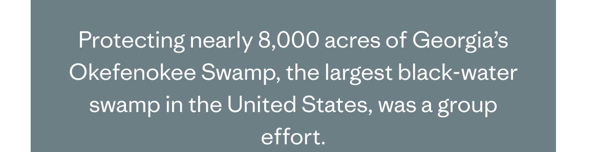 Protecting nearly 8,000 acres of Georgia’s Okefenokee Swamp, the largest black-water swamp in the United States, was a group effort.
