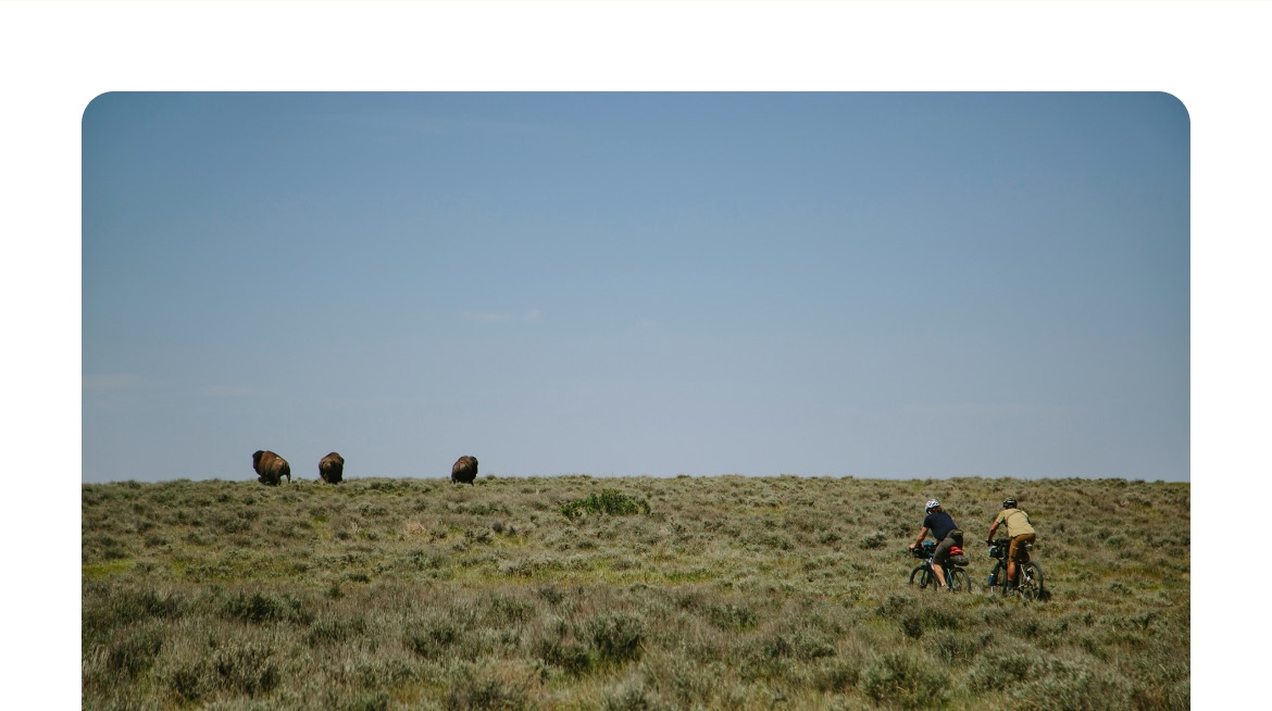Two mountain bikers riding through tall grass and sagebrush near some buffalo.