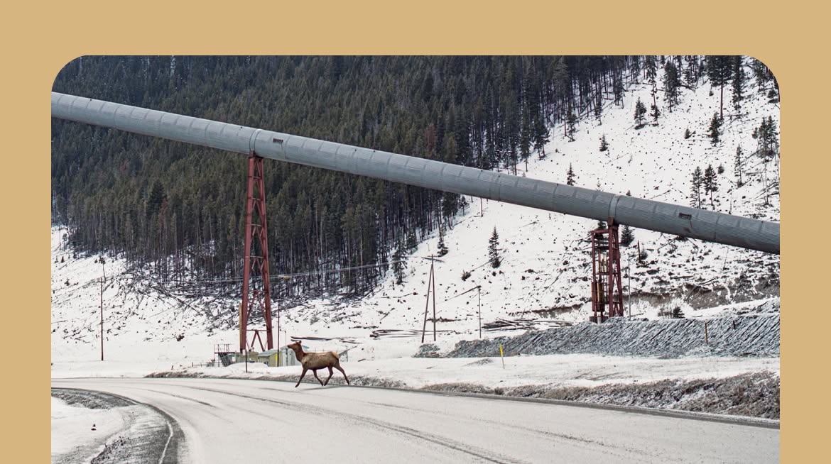 An elk crosses a snowy road that runs through a coal-mining site.