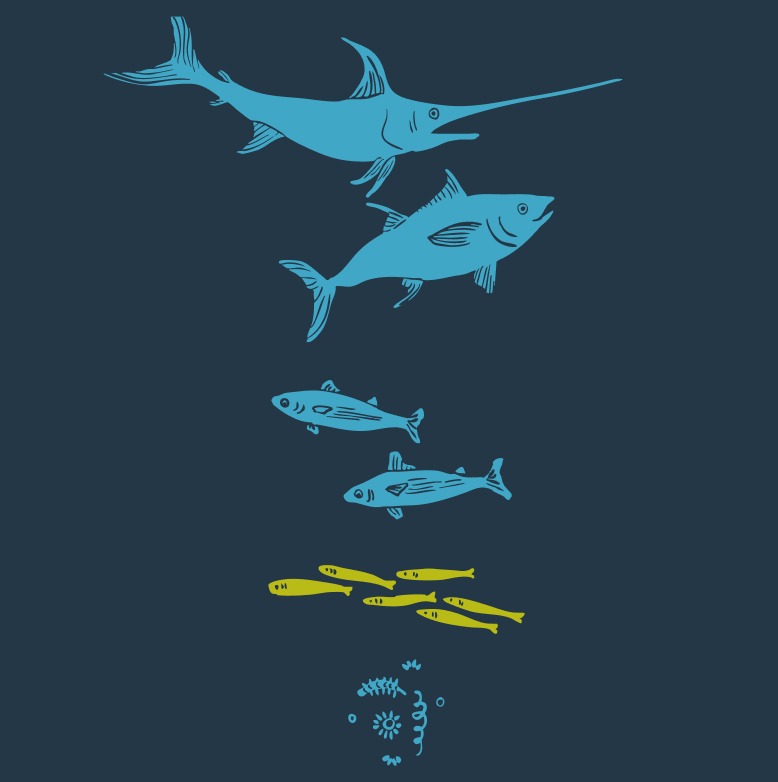 Anchovies and Sardines