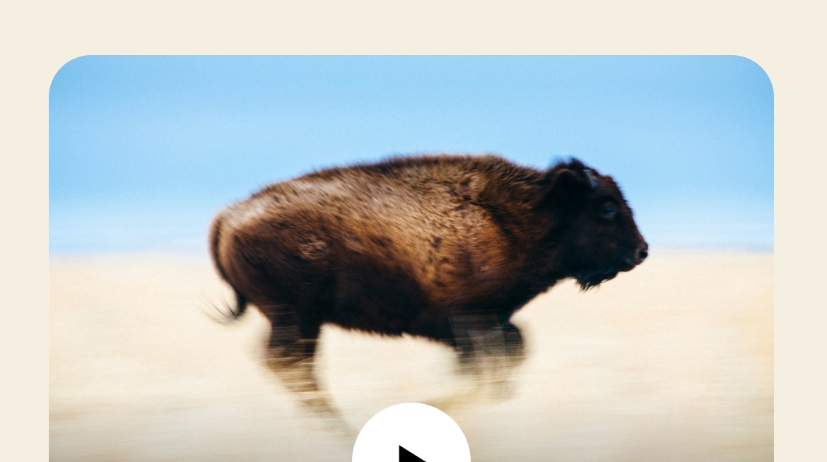 An American bison runs across the prairie.