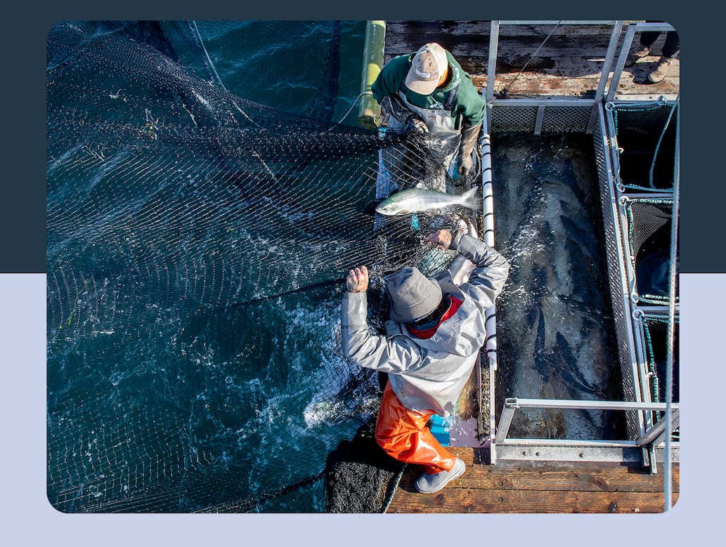 Fishing with reef-nets