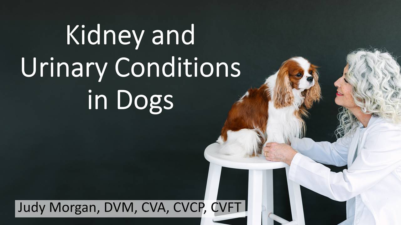 kidney-urinary-in-dogs-course