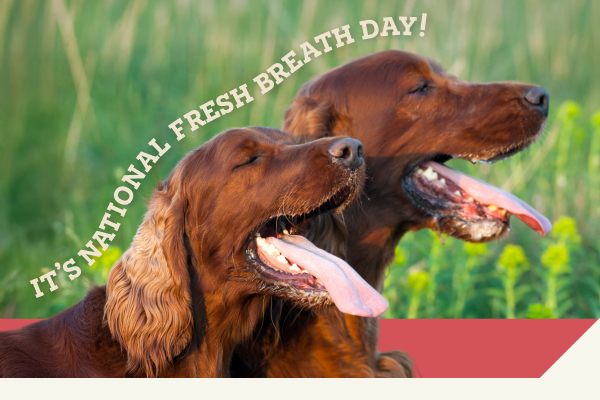 "It's National Fresh Breath Day!" with a photo of two dogs with their mouths open