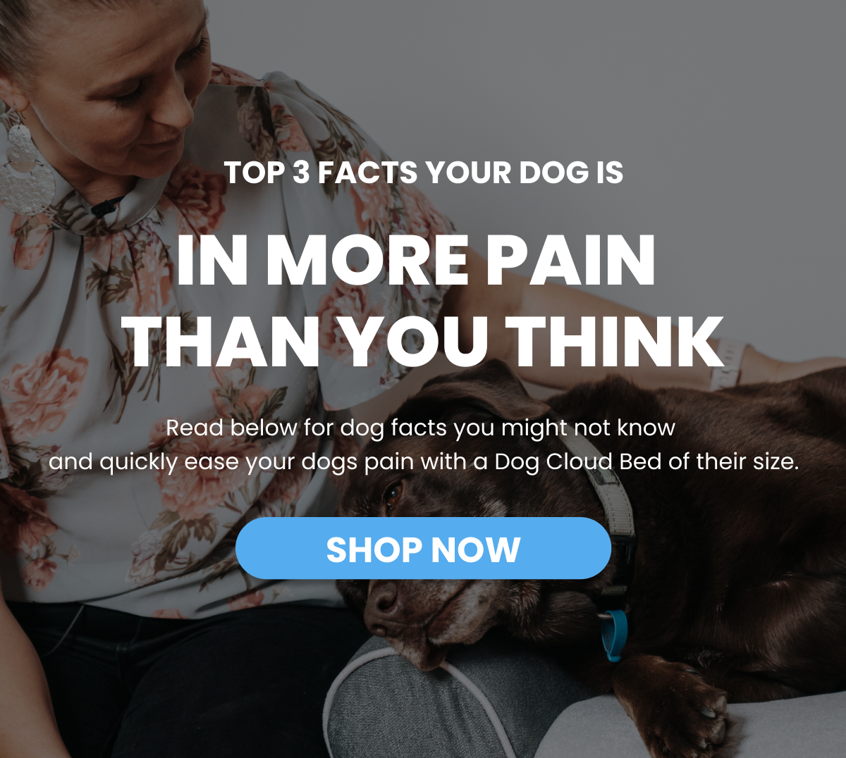 TOP 3 FACTS YOUR DOG IS IN MORE PAIN  THAN YOU THINK. Read below for dog facts you might not know  and quickly ease your dogs pain with a Dog Cloud Bed of their size. Shop now