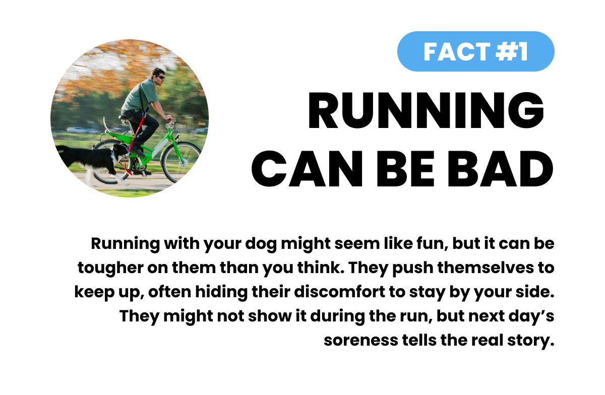 FACT #1: RUNNING  CAN BE BAD. Running with your dog might seem like fun, but it can be tougher on them than you think. They push themselves to keep up, often hiding their discomfort to stay by your side. They might not show it during the run, but next day’s soreness tells the real story.