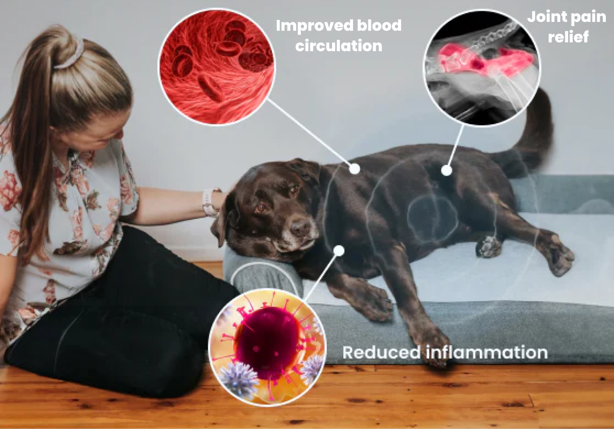 Image showing a woman with her dog, highlighting benefits of Dog Cloud for joint pain in dogs, including improved blood circulation, joint pain relief, and reduced inflammation.
