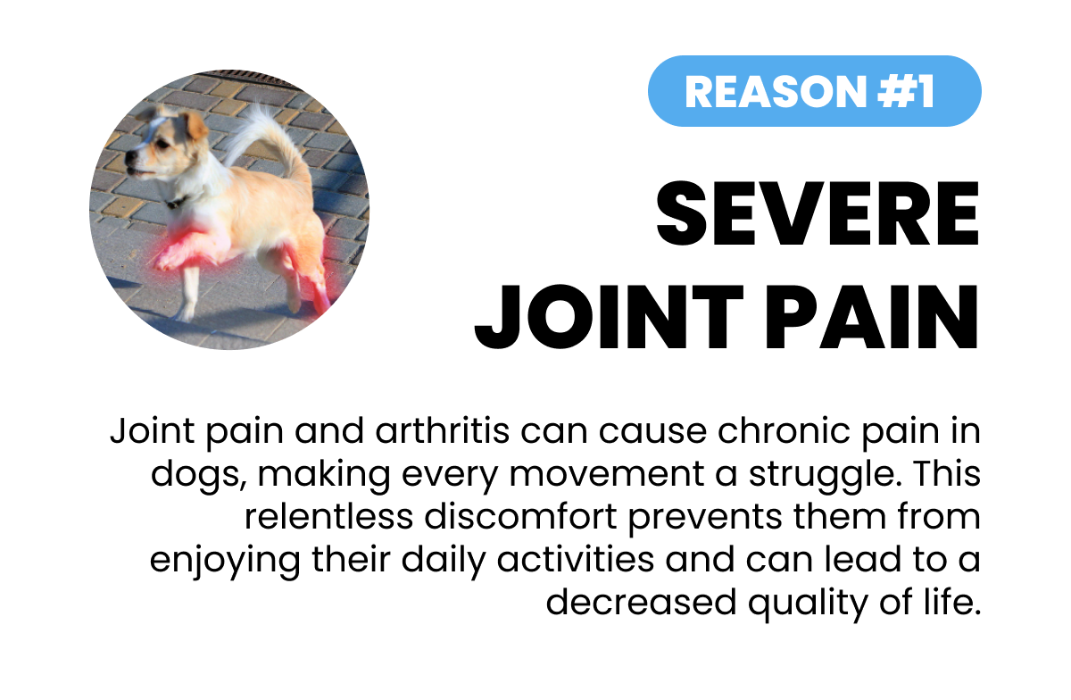 FACT #2: THEY SUFFER IN SILENCE. Just because they aren’t crying doesn’t mean they’re not hurting. It's in their nature to endure silently, bearing discomfort without a sound, not wanting to worry you. It's vital to pick up on these quiet signs of distress and step in before the pain becomes too much. READY TO HELP YOUR BEAUTIFUL FRIEND? SHOP NOW