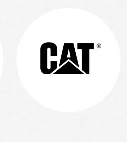 New Cat Arrivals