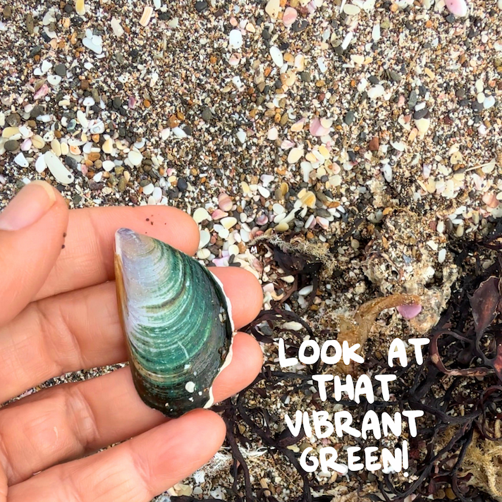 Green-lipped mussel shell found at Long Beach Russell