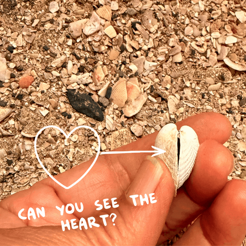 Cockle shell shaped like a heart