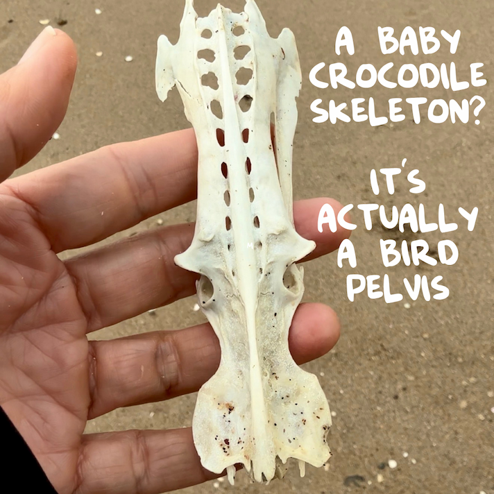 Bird pelvis found on Long Beach Russell, resembling a crocodile skeleton