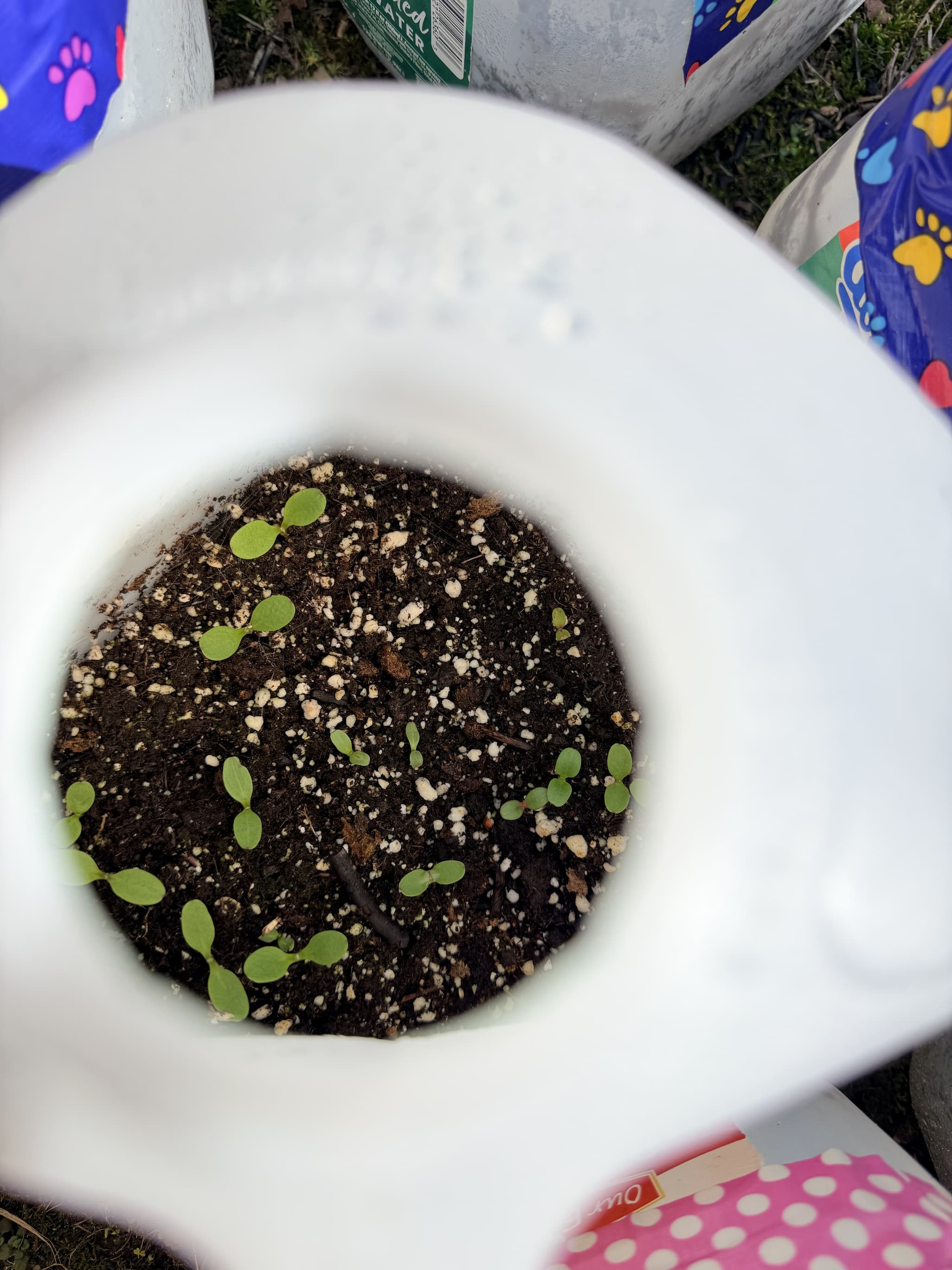 Seeds sprouting