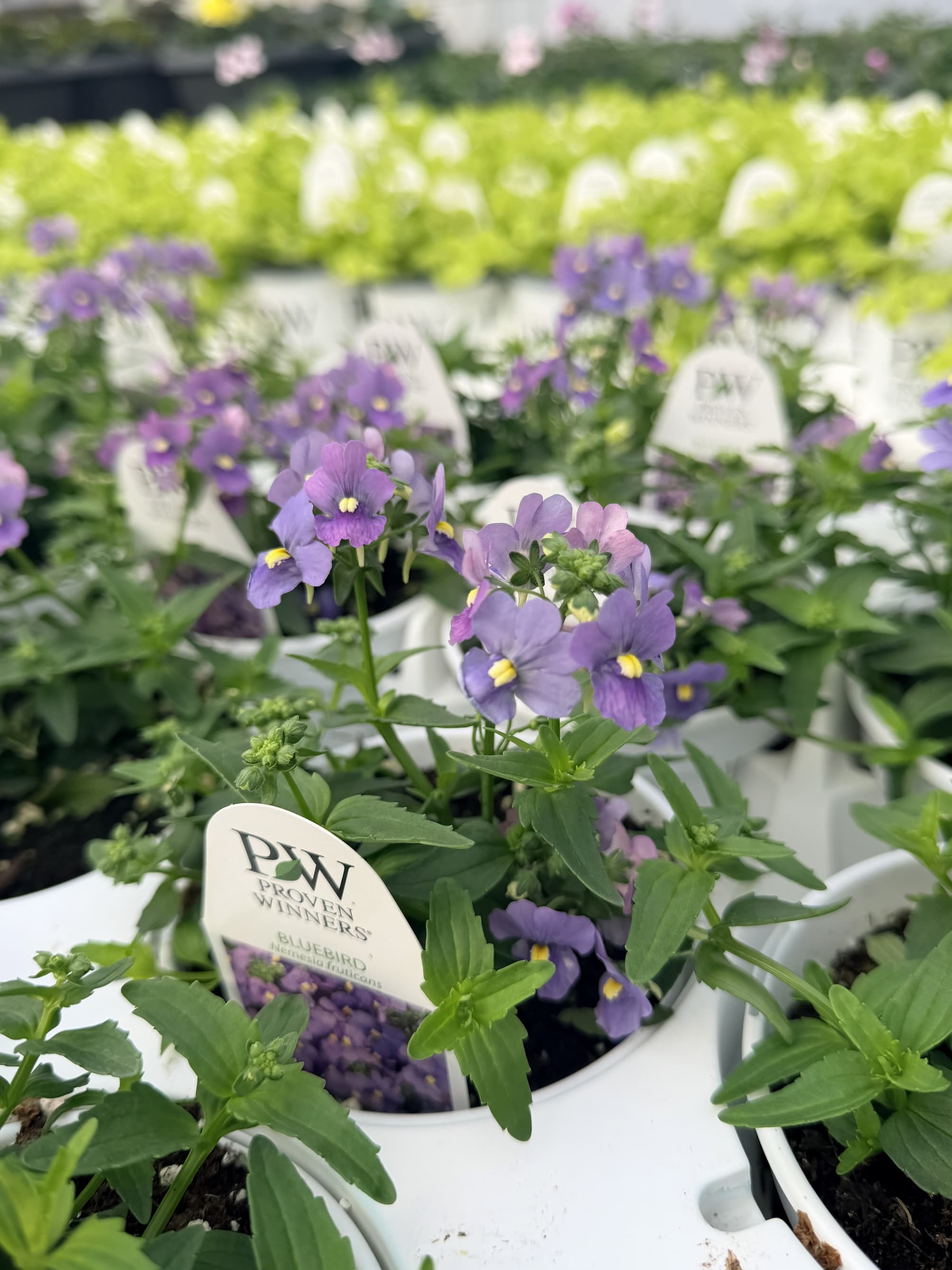 Pretty purple flowers