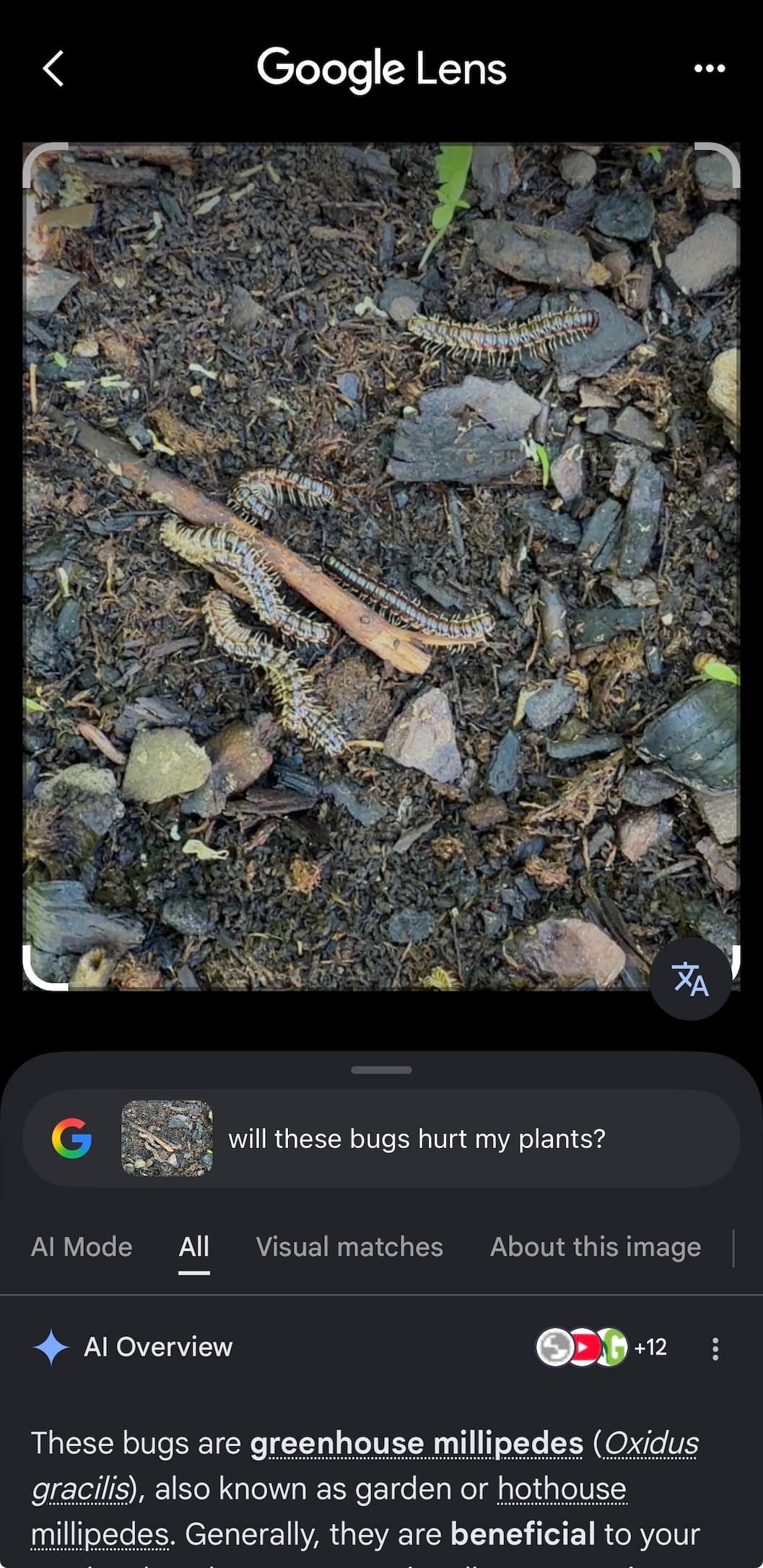 Google Lens search result