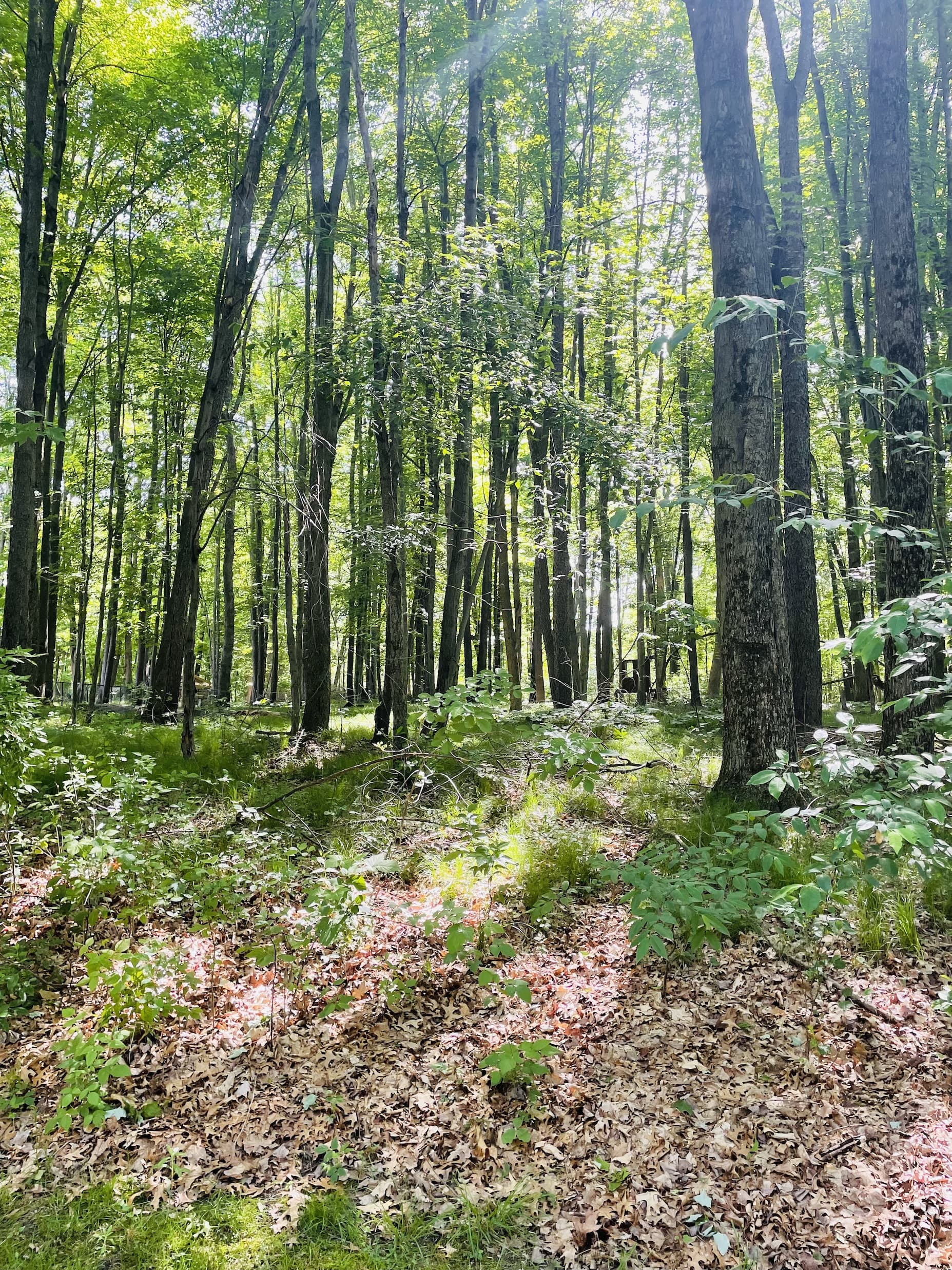 Sunny woods
