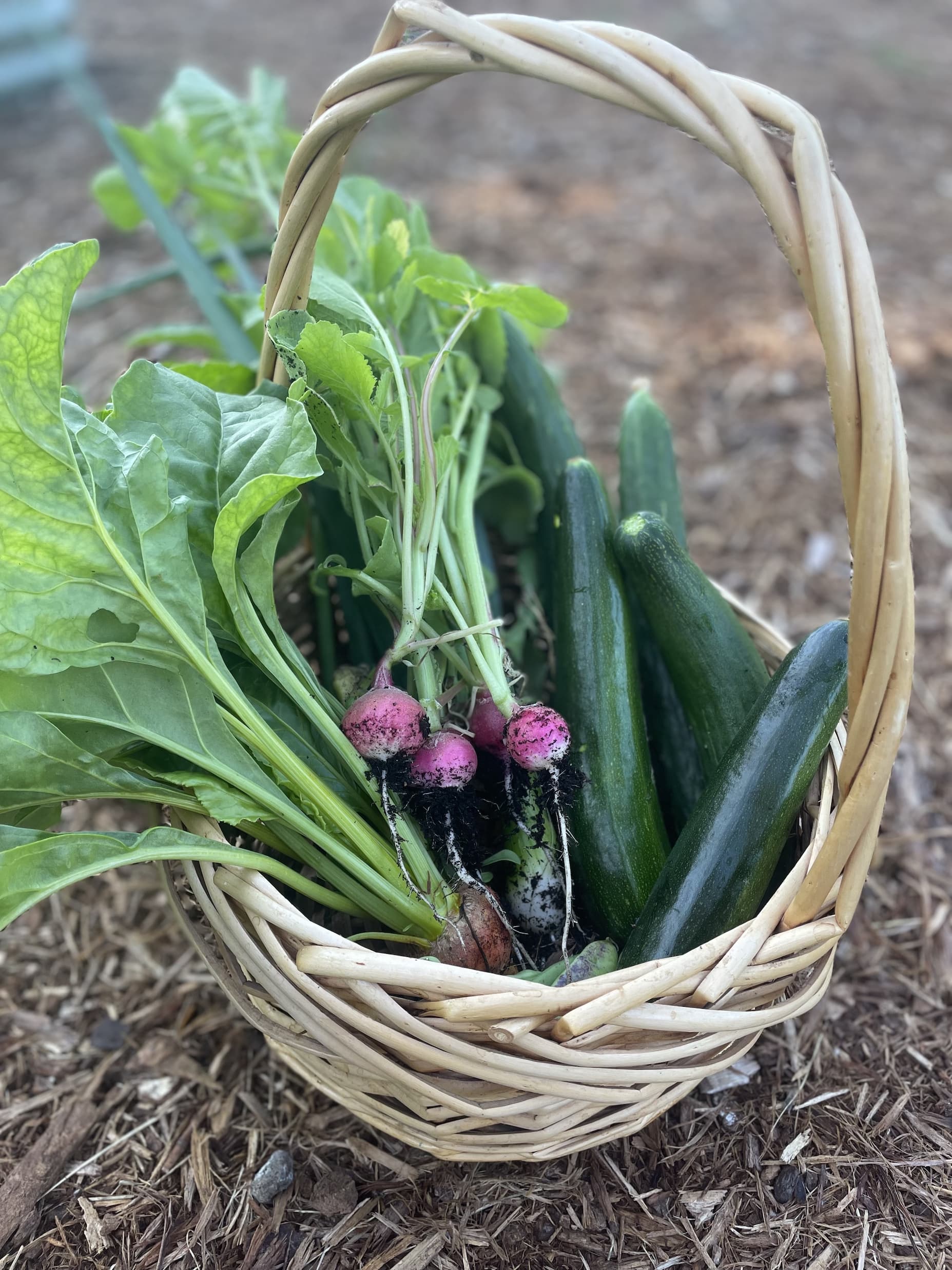 Latest garden harvest