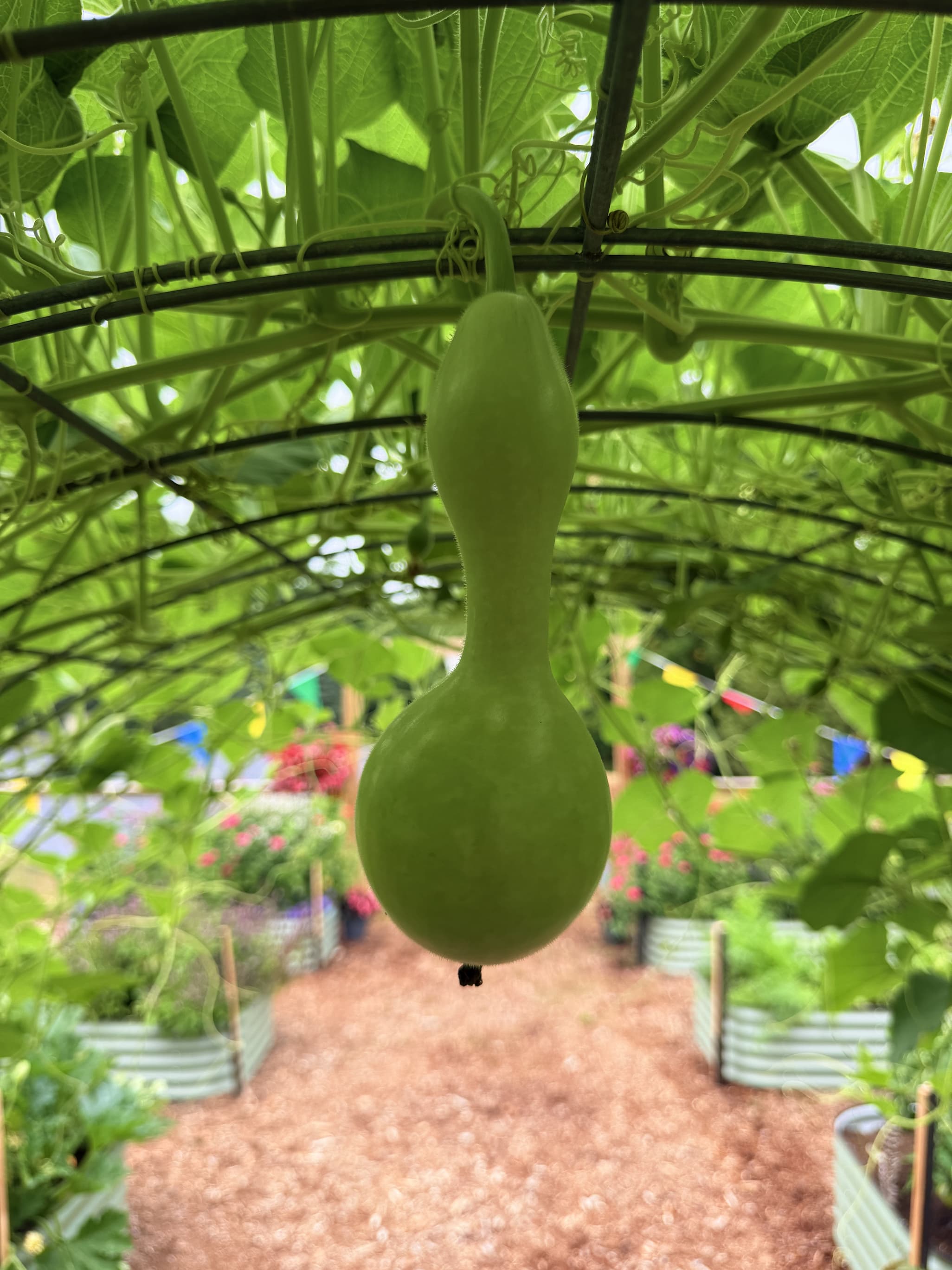 Goose-necked gourd