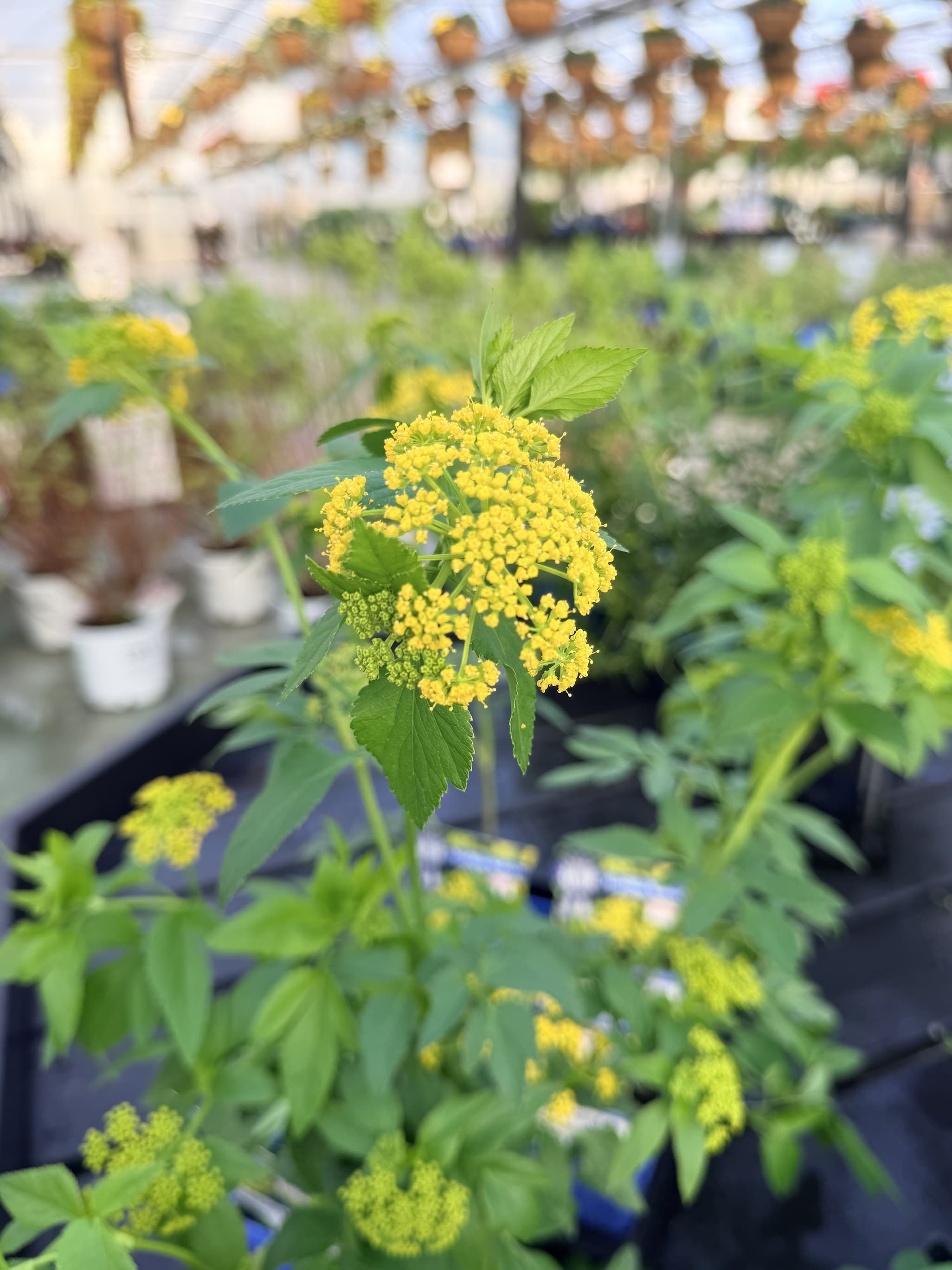 Yellow pollinator