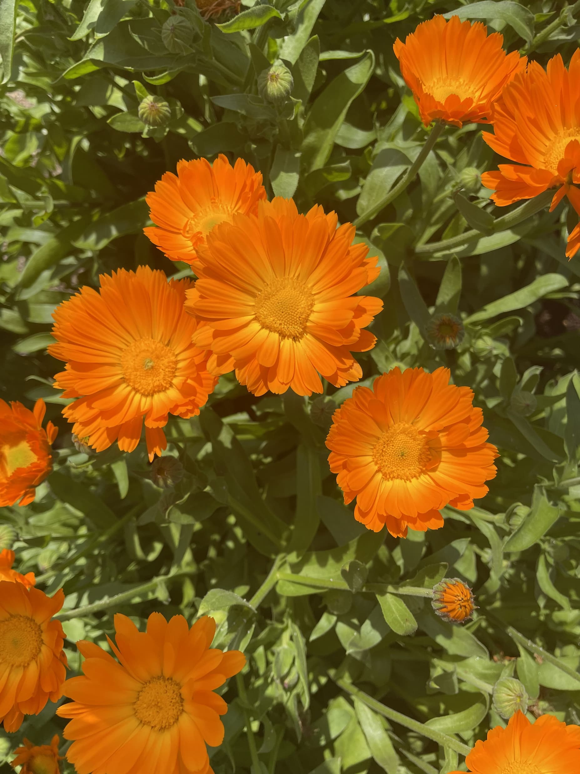 Calendula