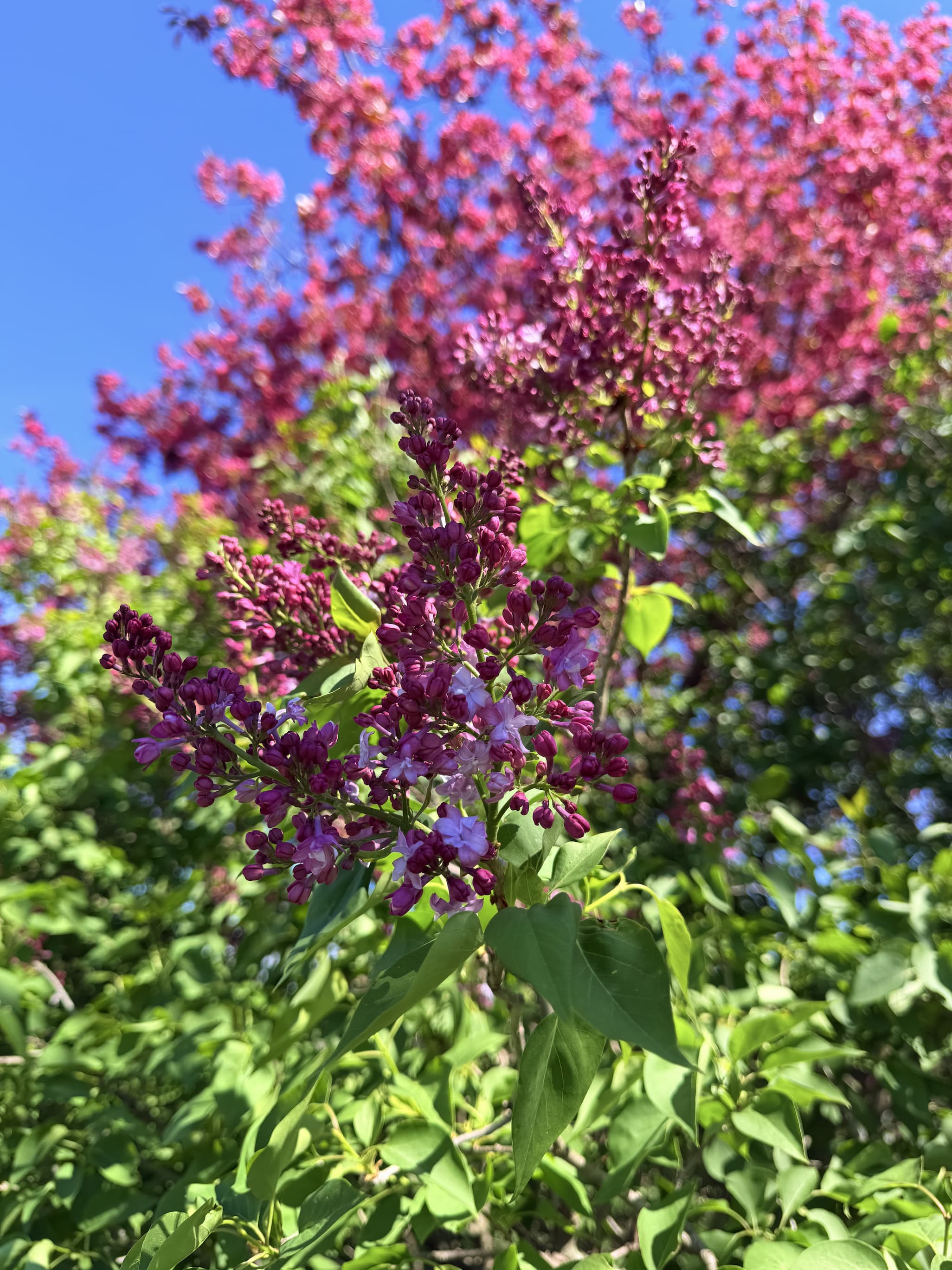 Pretty purple lilacs
