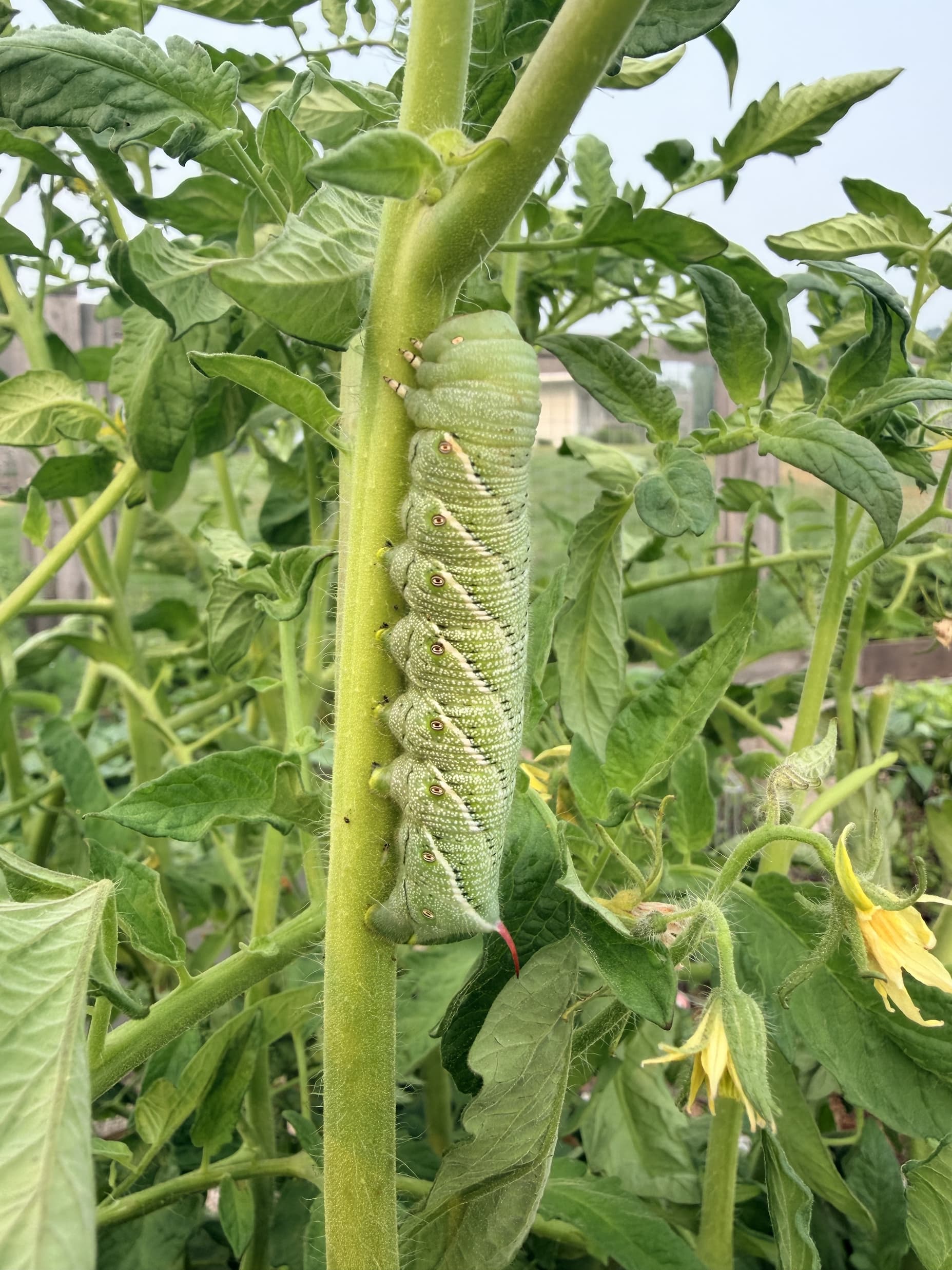 Tomato Worm