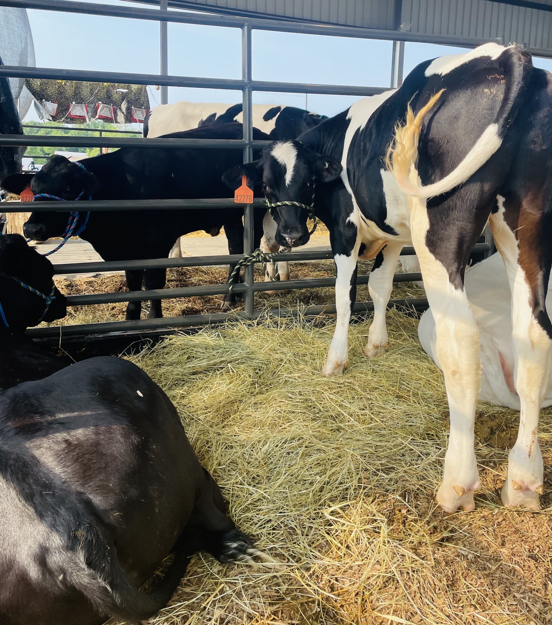 Cows at the Kent County Youth Fair