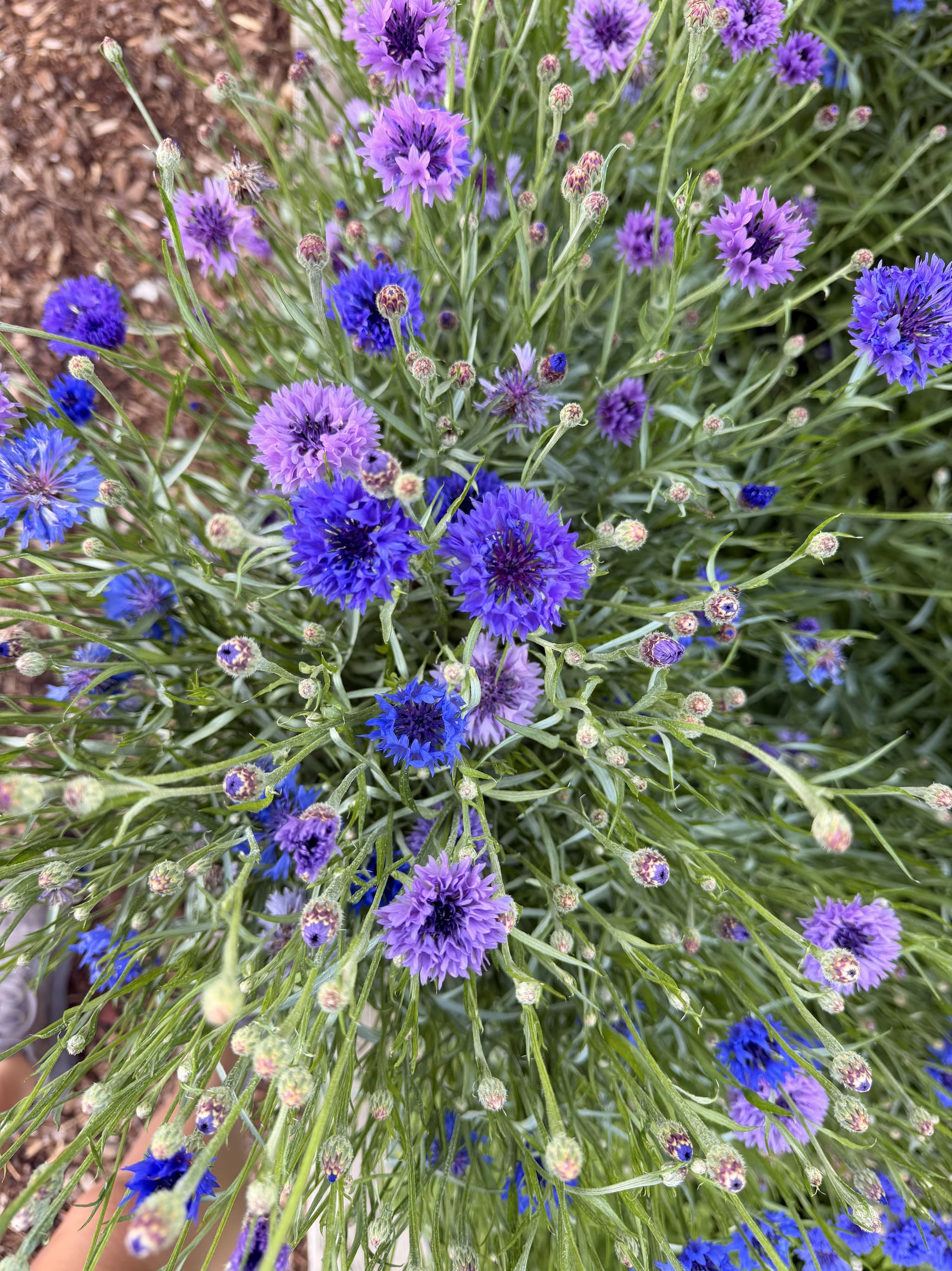 Pretty purple flower close-up