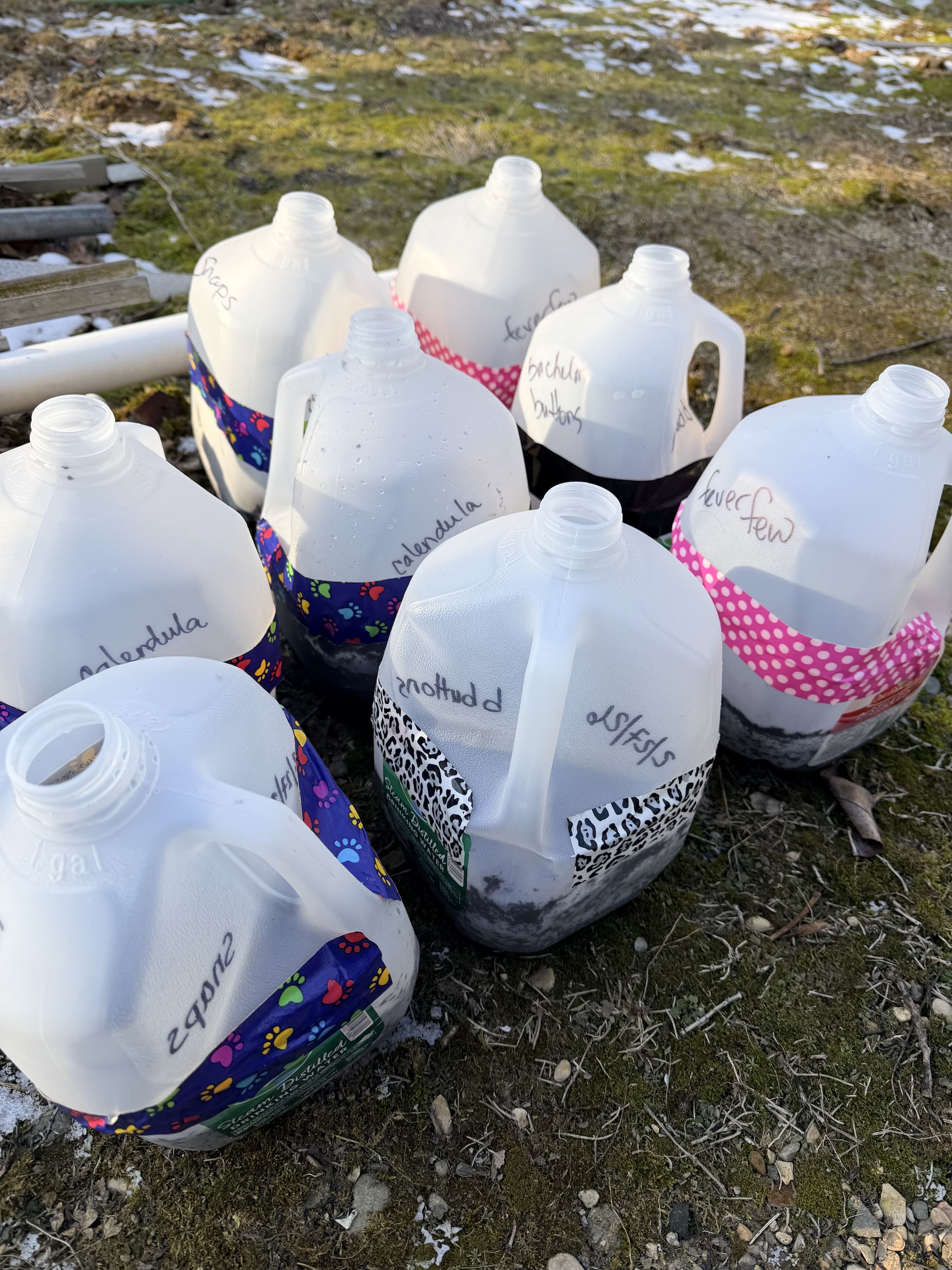 Labeled jugs for seed-starting