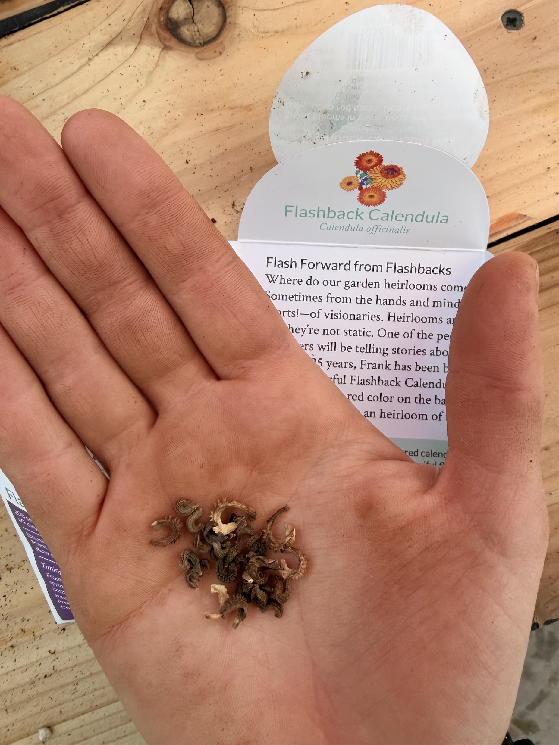 Calendula seeds