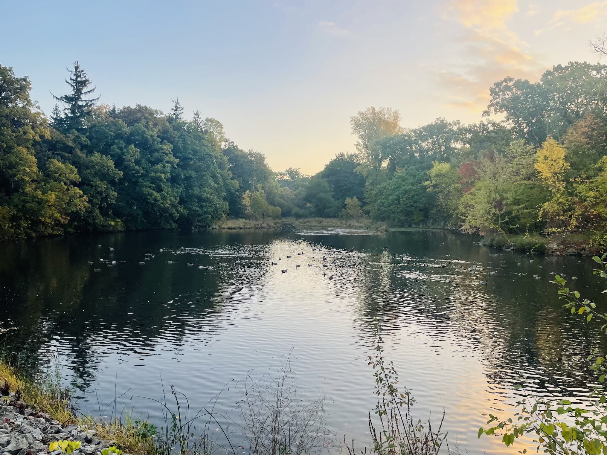 Birds on the pond