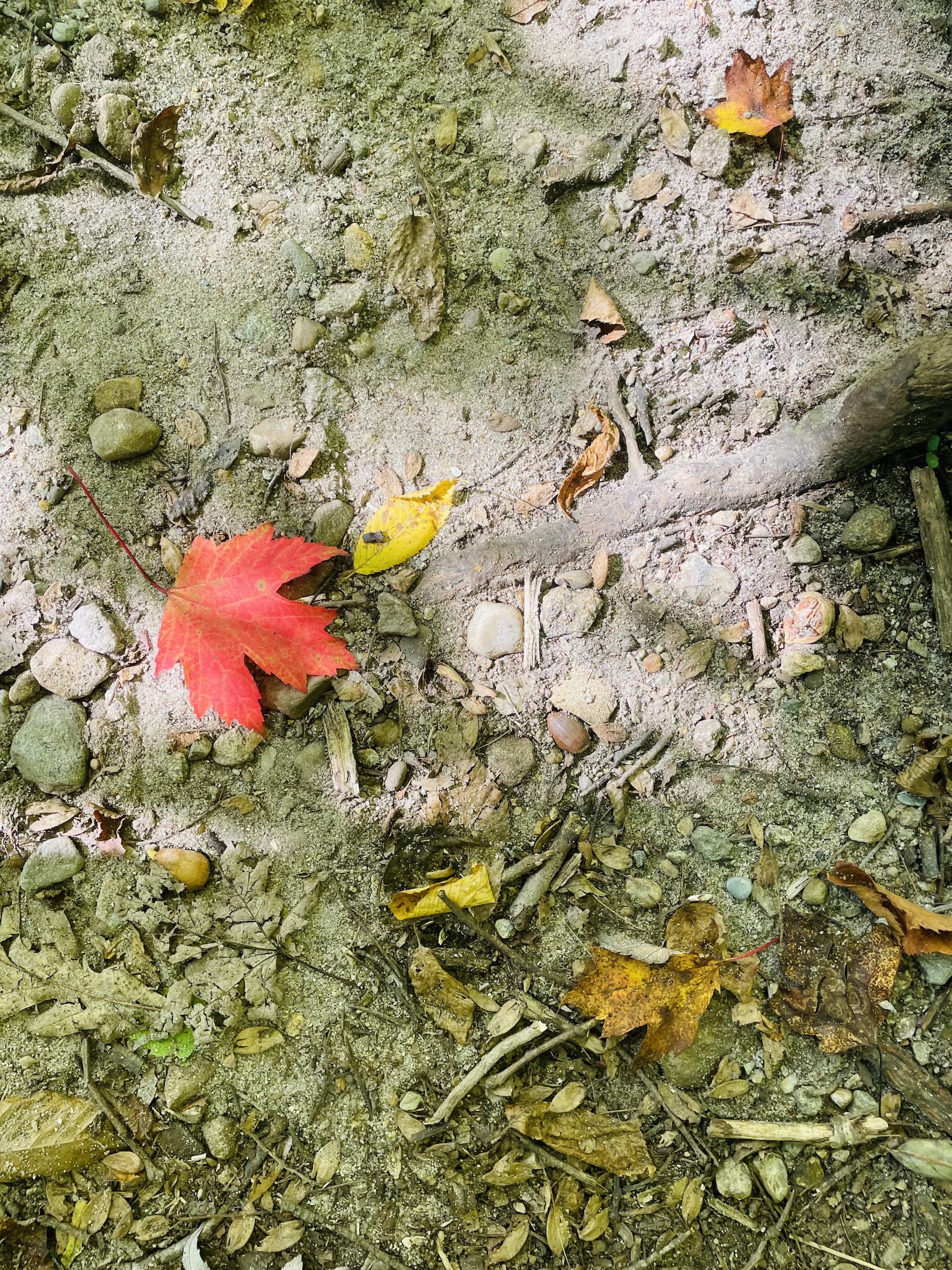Photo of the forest floor