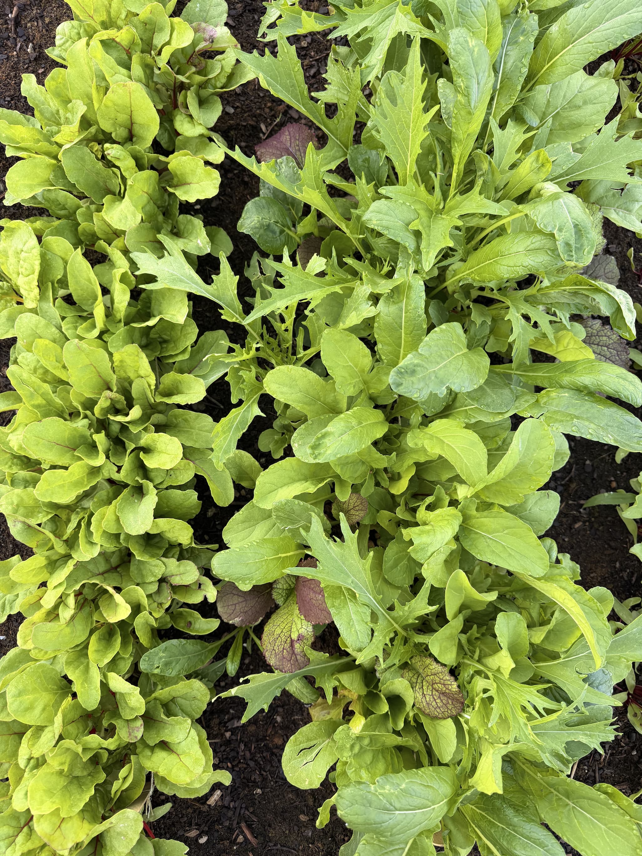 Garden lettuce growing