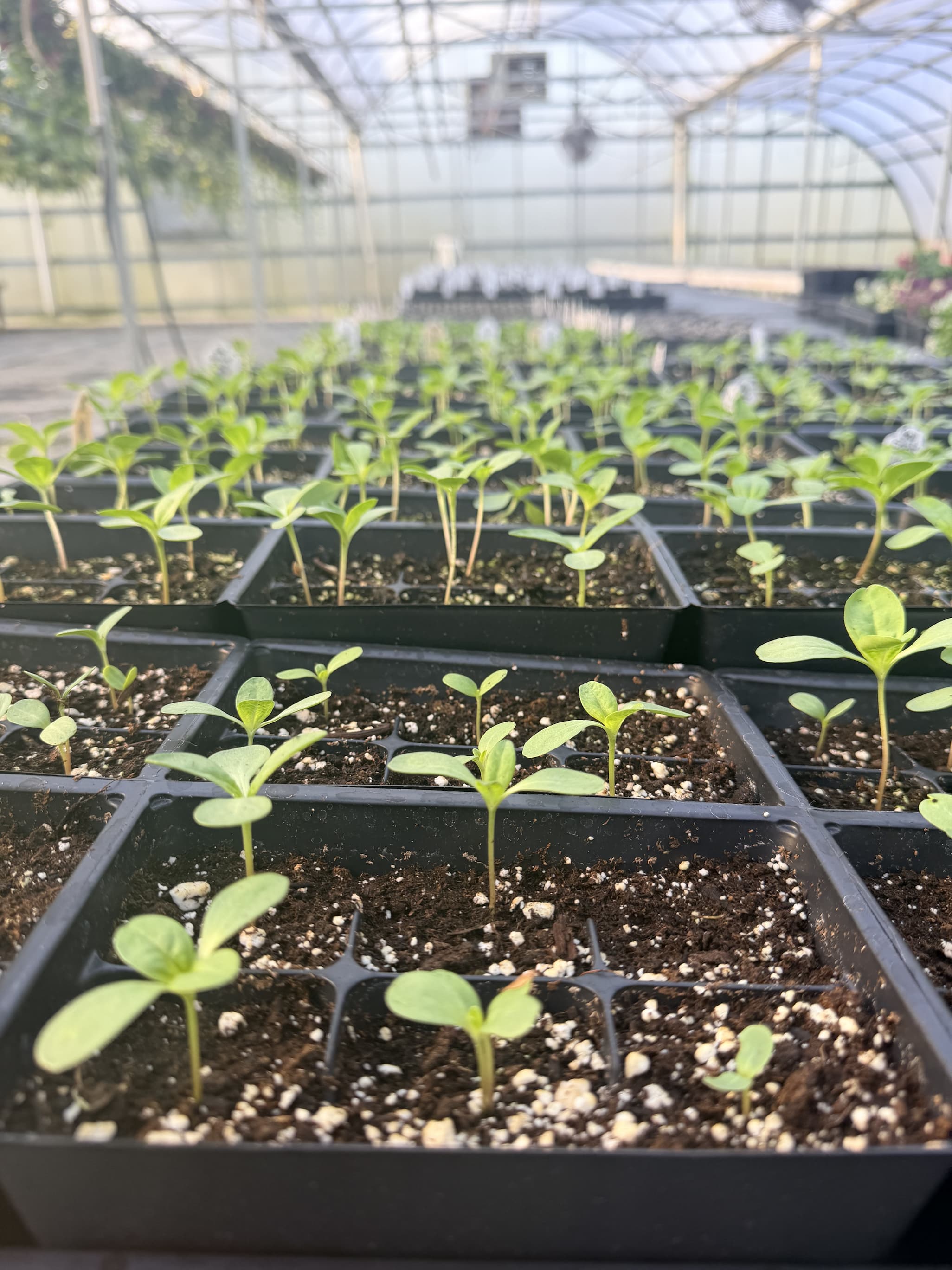 Seedlings growing in trays