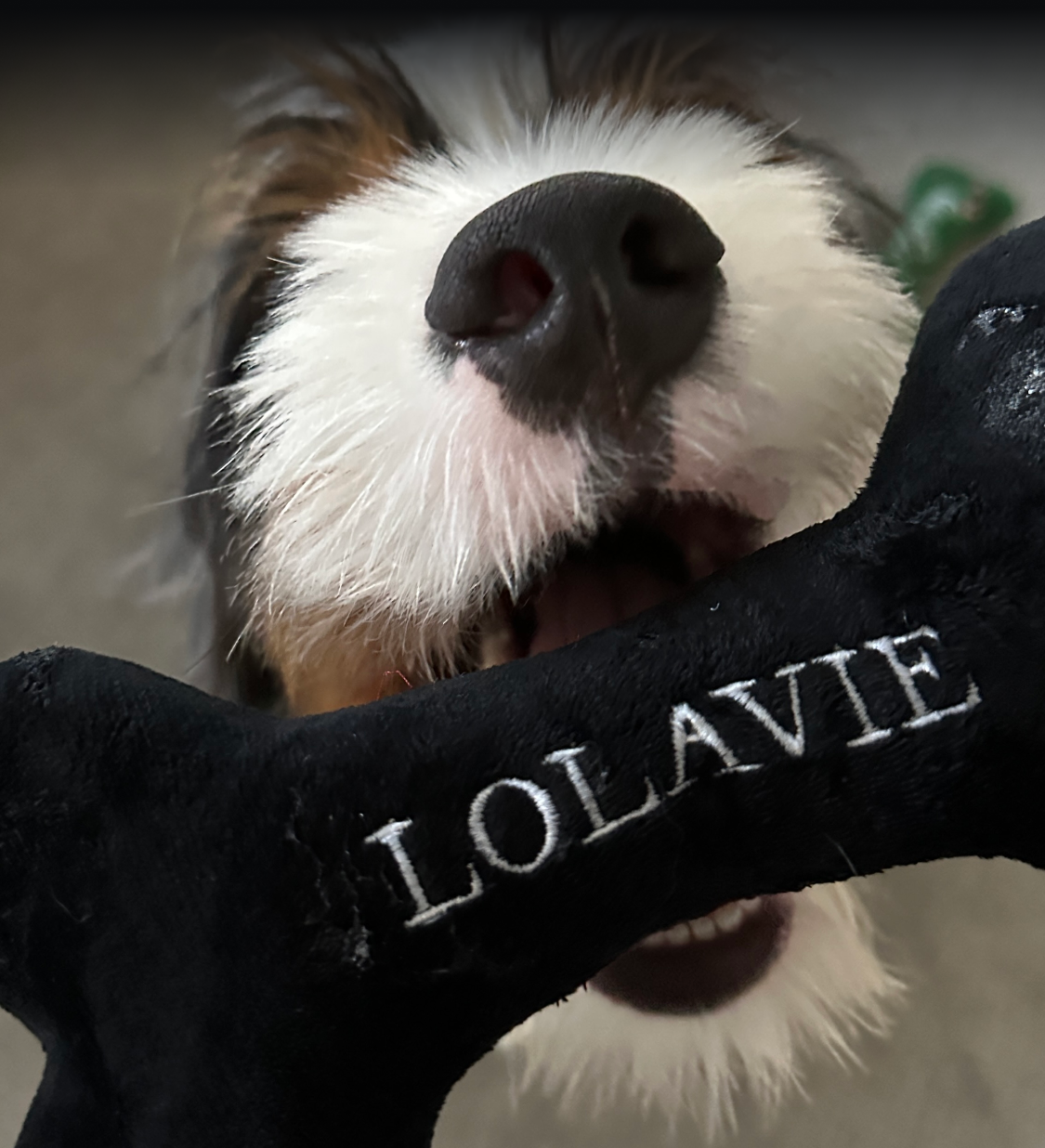 Because your pup deserves a treat too!