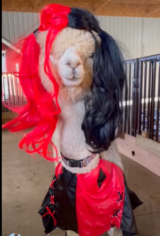 Alpaca dressed in a Halloween costume at Eagle Eye Farm