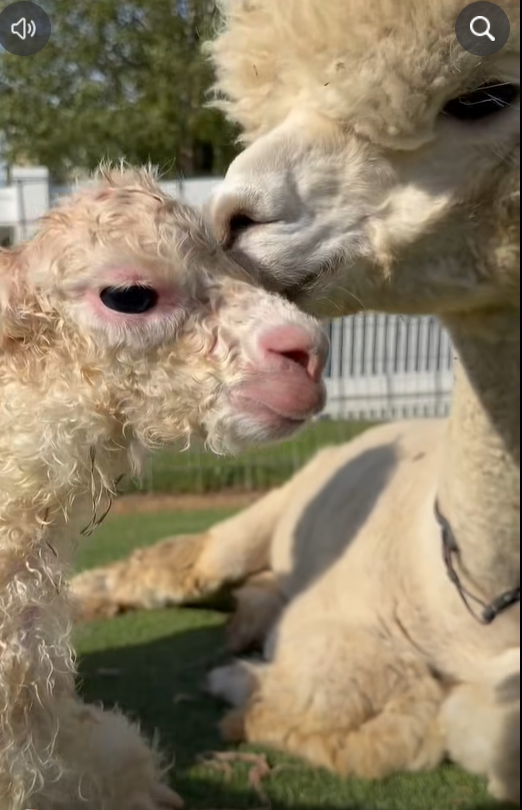 Evermore and Folklore, mother and daughter alpacas, at Eagle Eye Farm