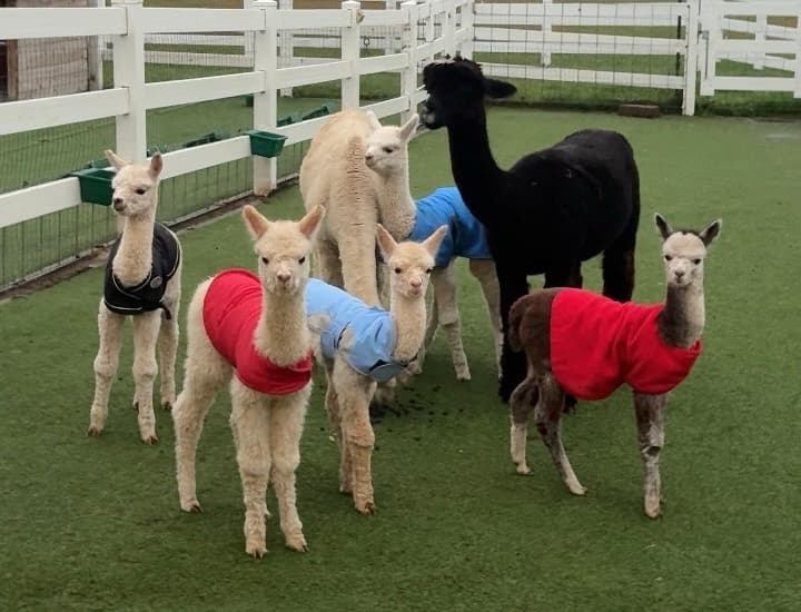 Baby alpaca crias exploring the pasture at Eagle Eye Farm