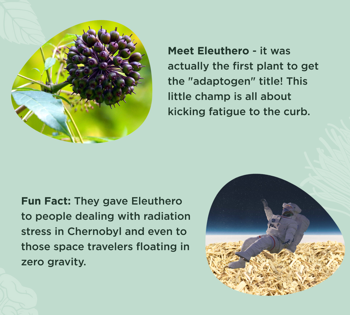 Meet Eleuthero - it was actually the first plant to get the "adaptogen" title! This little champ is all about kicking fatigue to the curb.