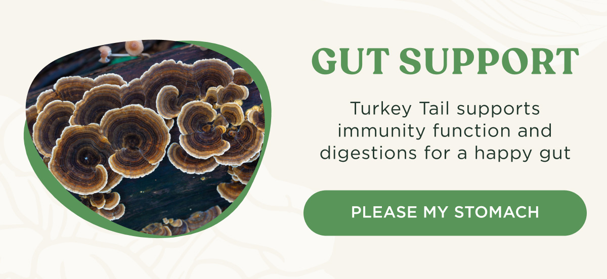 GUT SUPPORT - Turkey Tail supports immunity function and digestions for a happy gut - PLEASE MY STOMACH