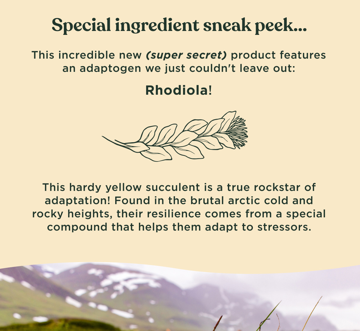 Special ingredient sneak peek... This incredible new (super secret) product features an adaptogen we just couldn't leave out: Rhodiola! This hardy yellow succulent is a true rockstar of adaptation! Found in the brutal arctic cold and rocky heights, their resilience comes from a special compound that helps them adapt to stressors.