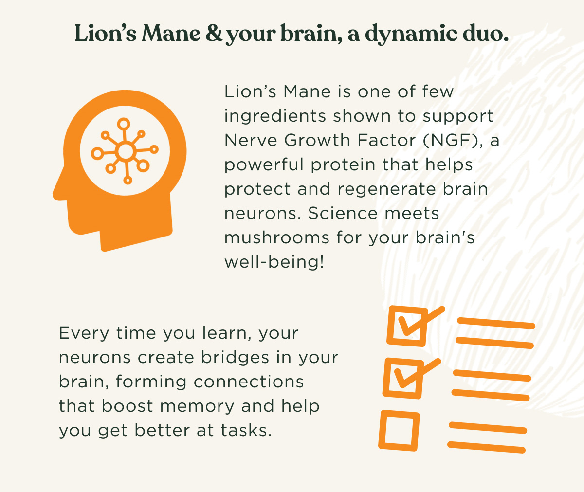 Lion's Mane & your brain, a dynamic duo. Lion's Mane is one of few ingredients shown to support Nerve Growth Factor (NGF), a powerful protein that helps protect and regenerate brain neurons. Science meets mushrooms for your brain's well-being! Every time you learn, your neurons create bridges in your brain, forming connections that boost memory and help you get better at tasks.