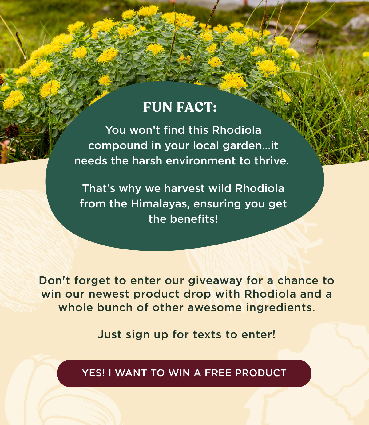 FUN FACT: You won't find this Rhodiola compound in your local garden...it needs the harsh environment to survive. That's why we harvest wild Rhodiola from the Himalayas, ensuring you get the benefits! Don't forget to enter our giveaway for a chance to win our newest product drop with Rhodiola and a whole bunch of other awesome ingredients. Just sign up for texts to enter! - YES! I WANT TO WIN A FREE PRODUCT