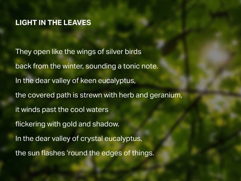 Light in the Leaves Poem