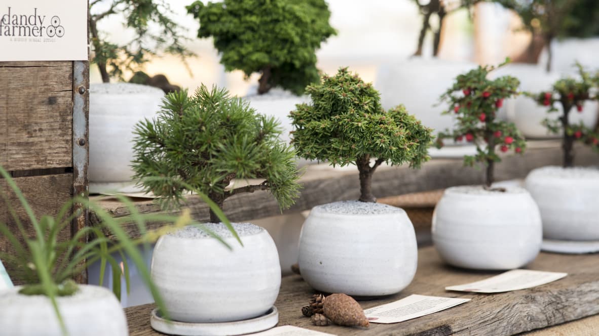 Small white ceramic pots containing bonsai trees arranged on a shelf