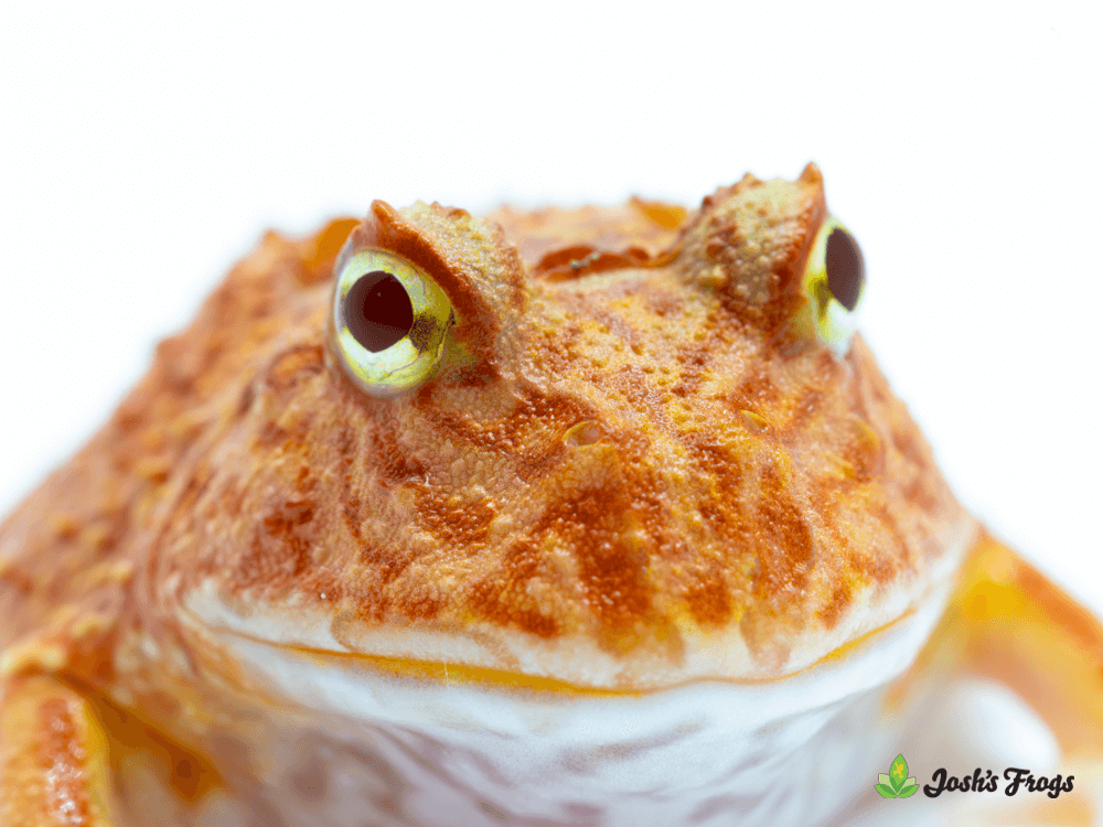 Emperor Scorpion - Pandinus imperator (Captive Bred) Subadult