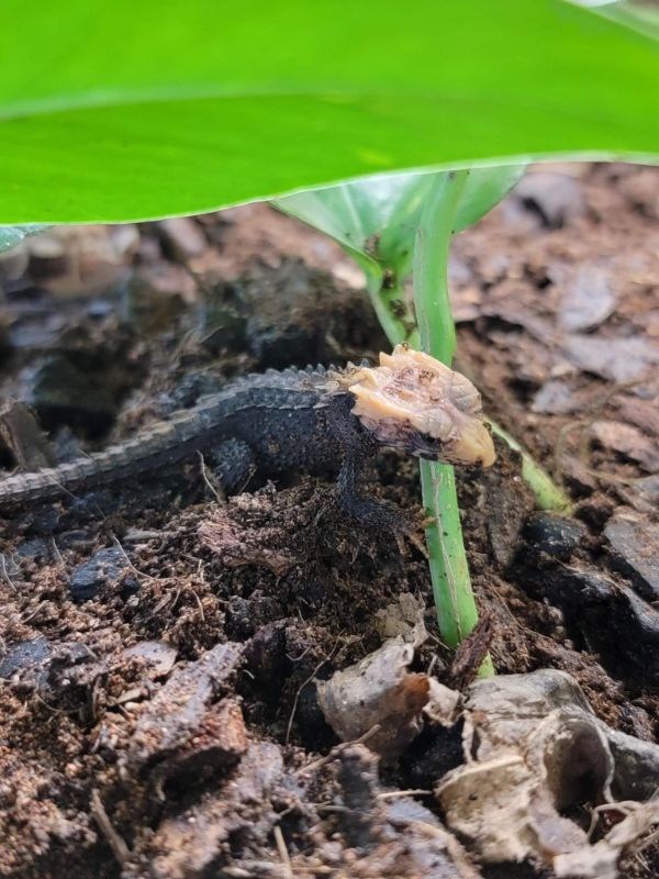 Can geckos smell their own farts? Joshs Frogs