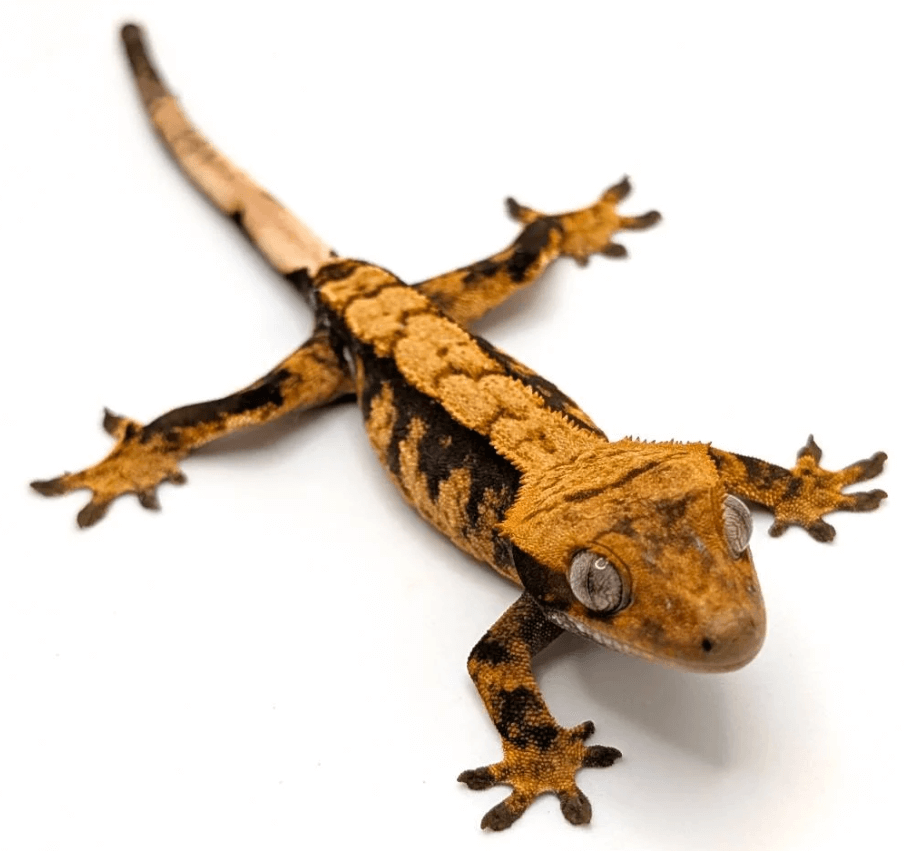 Exo Terra Screen Cover Hinged Door (20 Gallon Long/29 Gallon)