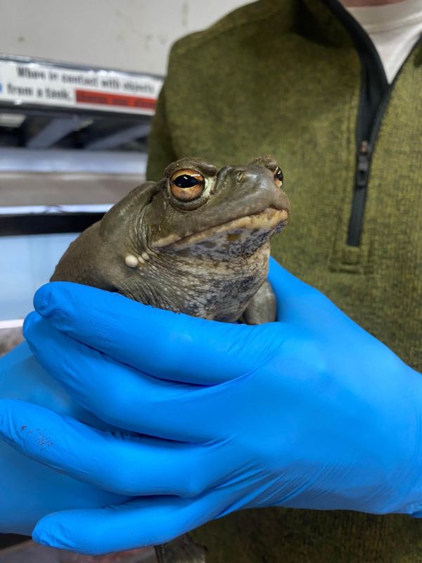 Celebrating World Environment Day 🌎 Joshs Frogs