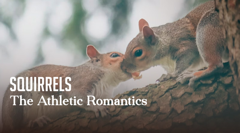 Squirrels – The Athletic Romantics